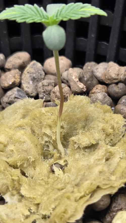 DWC - Frostbanger ❄️💥. Week 1