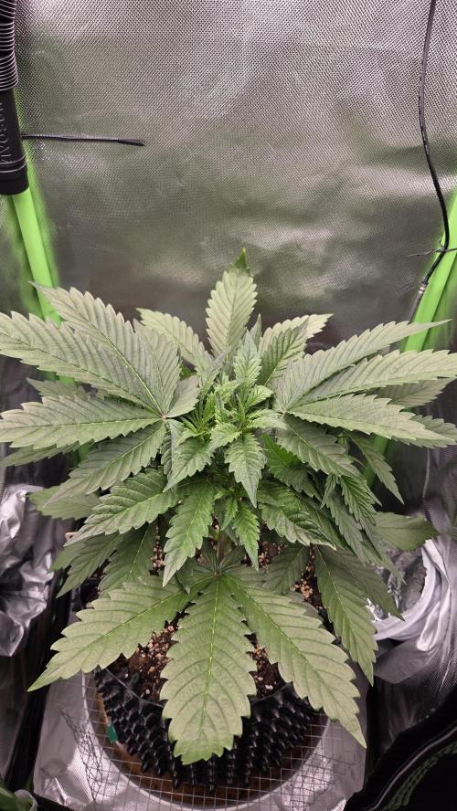 Gorilla Punch Auto 🦍🥊. Week 4