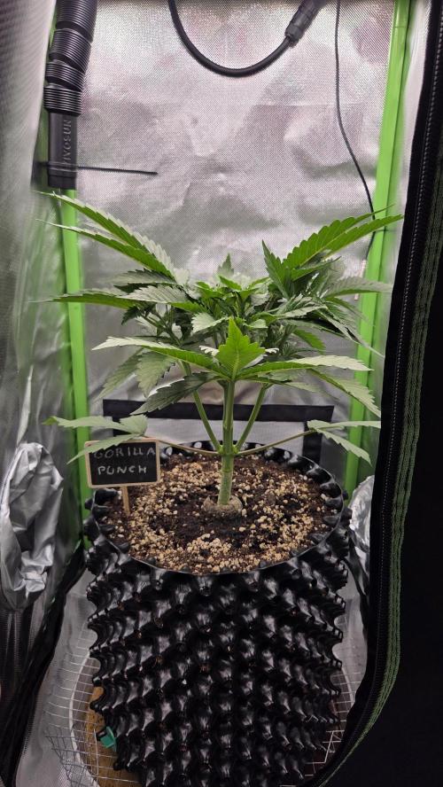 Gorilla Punch Auto 🦍🥊. Week 4