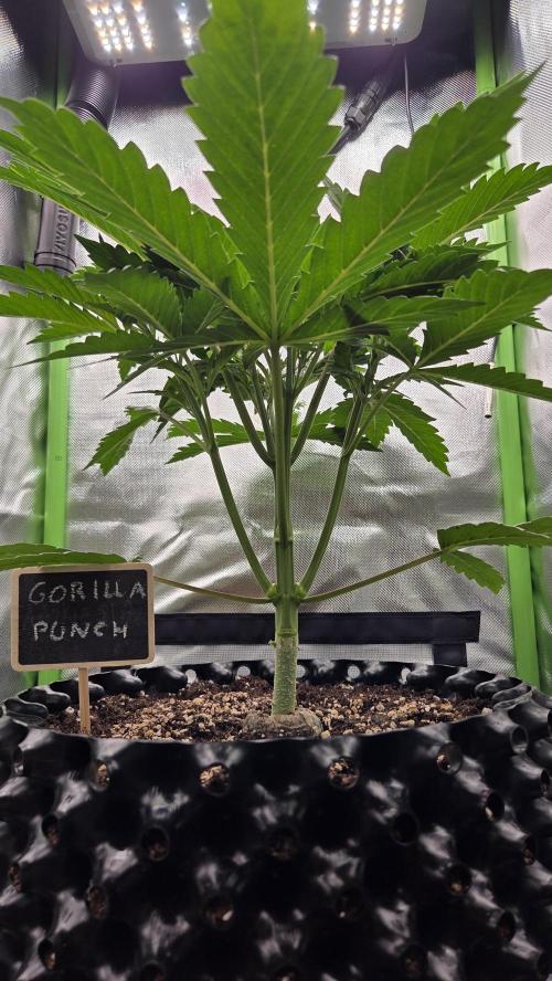 Gorilla Punch Auto 🦍🥊. Week 4