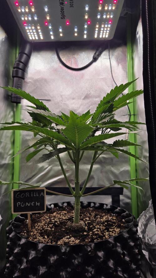 Gorilla Punch Auto 🦍🥊. Week 4