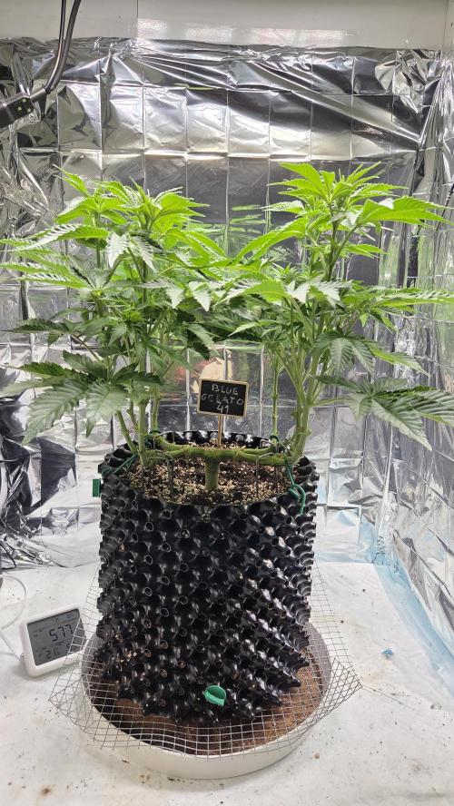 Blue Gelato 41 🍦. Week 9
