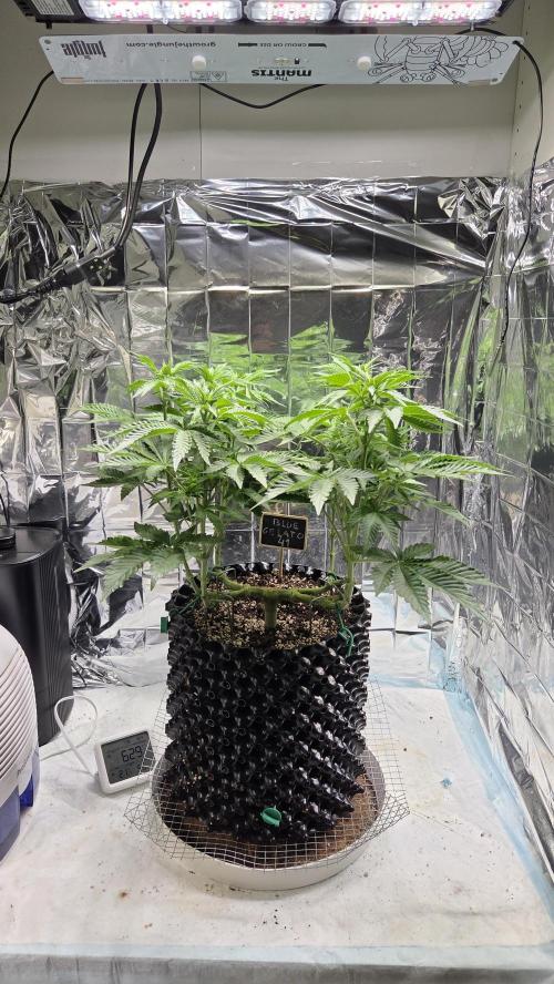 Blue Gelato 41 🍦. Week 9