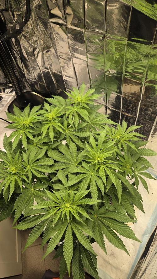 Blue Gelato 41 🍦. Week 9