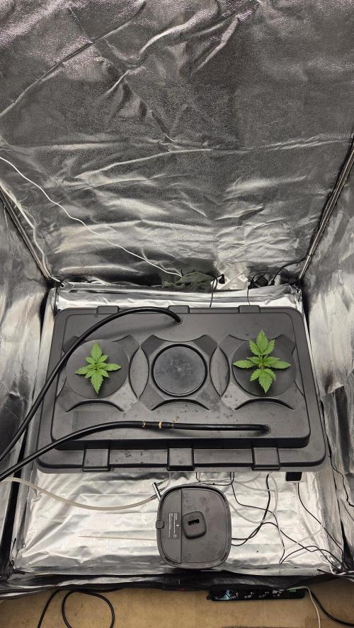 DWC - Frostbanger ❄️💥. Week 2