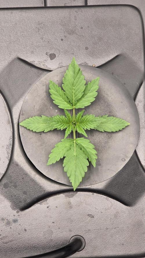 DWC - Frostbanger ❄️💥. Week 2