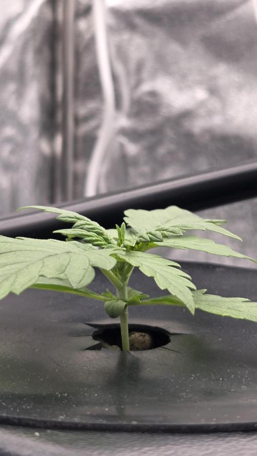 DWC - Frostbanger ❄️💥. Week 2