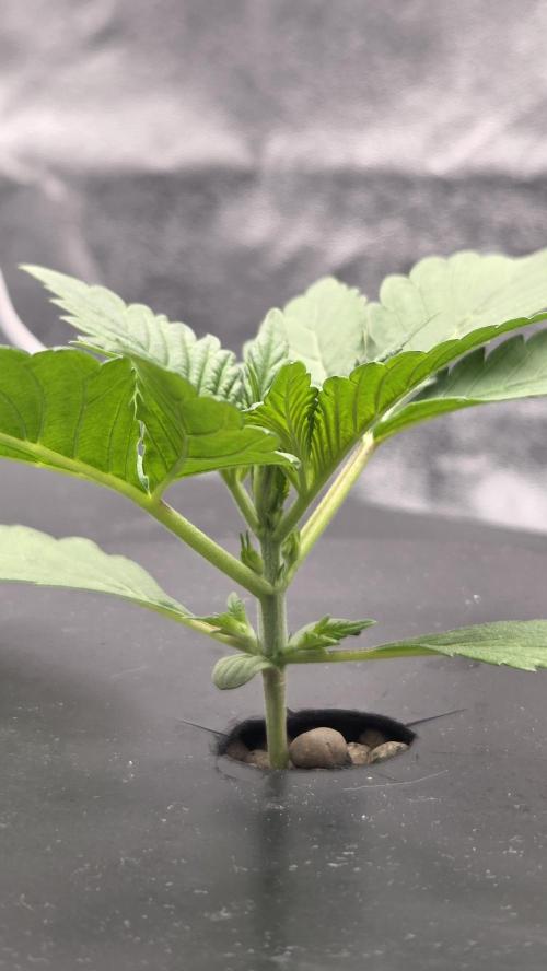 DWC - Frostbanger ❄️💥. Week 2