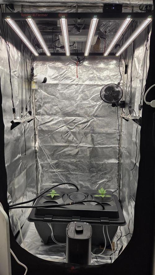 DWC - Frostbanger ❄️💥. Week 2