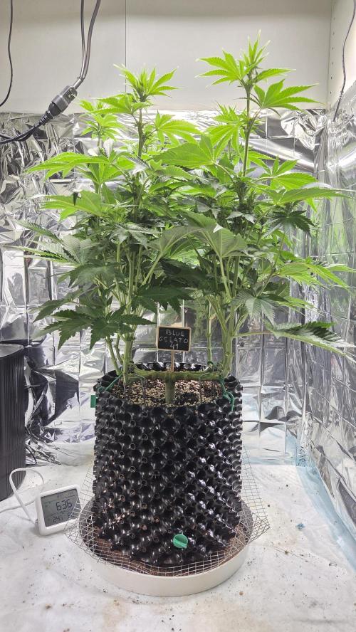 Blue Gelato 41 🍦. Week 10