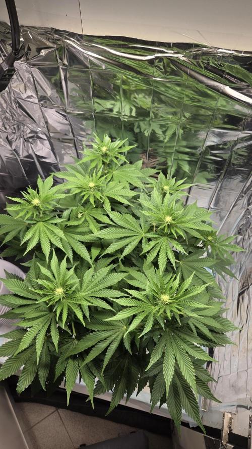 Blue Gelato 41 🍦. Week 10