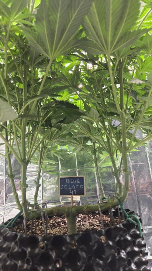 Blue Gelato 41 🍦. Week 10