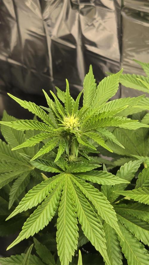 Blue Gelato 41 🍦. Week 10