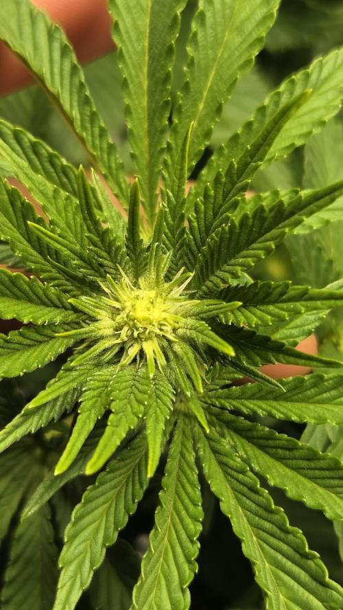 Blue Gelato 41 🍦. Week 10