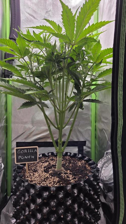 Gorilla Punch Auto 🦍🥊. Week 5