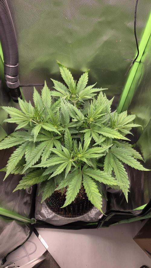 Gorilla Punch Auto 🦍🥊. Week 5
