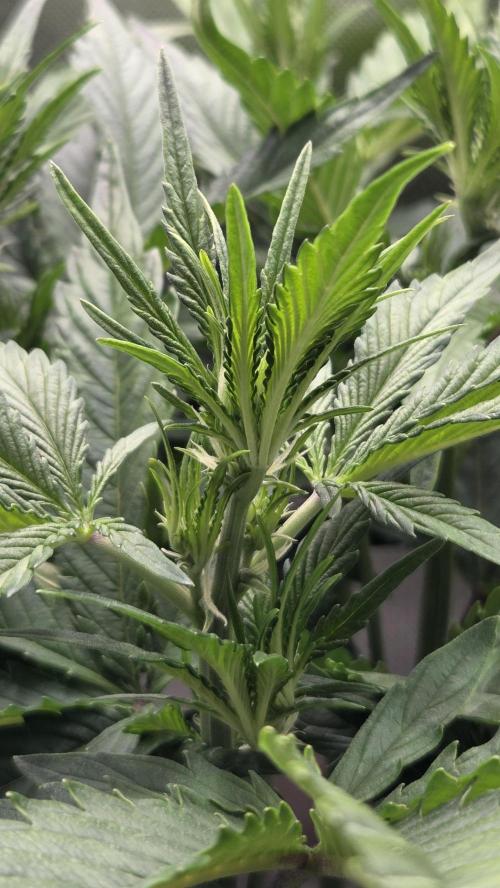 Gorilla Punch Auto 🦍🥊. Week 5