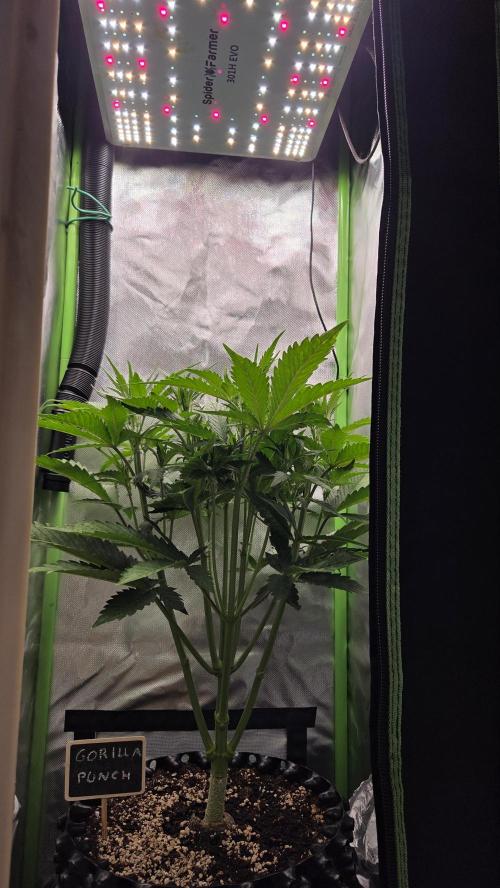 Gorilla Punch Auto 🦍🥊. Week 5