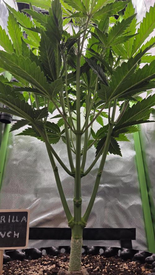 Gorilla Punch Auto 🦍🥊. Week 5