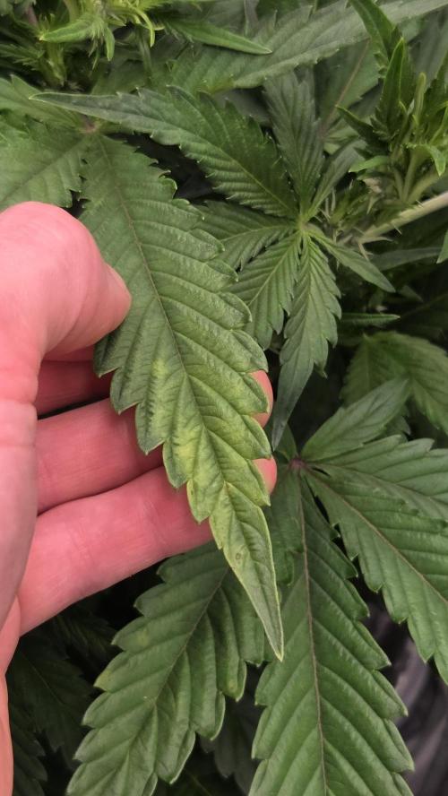 Gorilla Punch Auto. Week 5