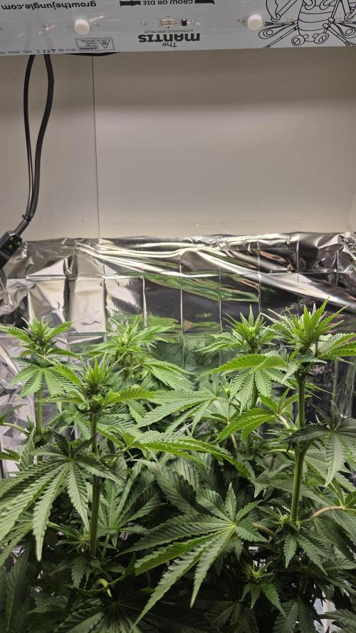 Blue Gelato 41. Week 10