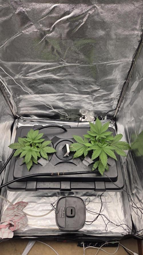 DWC - Frostbanger ❄️💥. Week 3