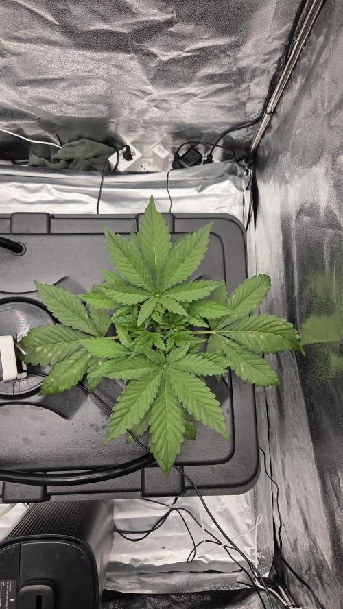 DWC - Frostbanger ❄️💥. Week 3