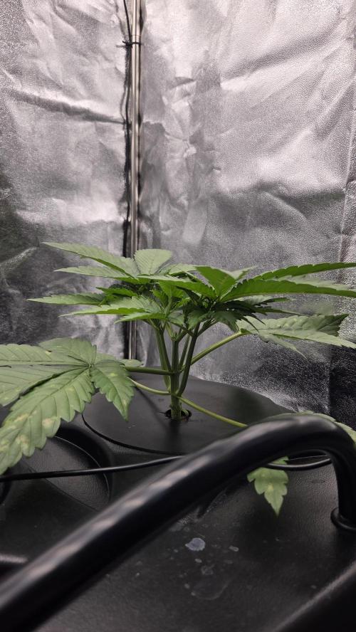 DWC - Frostbanger ❄️💥. Week 3
