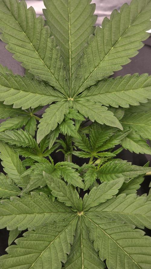 DWC - Frostbanger ❄️💥. Week 3