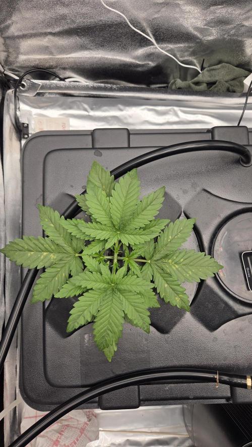 DWC - Frostbanger ❄️💥. Week 3