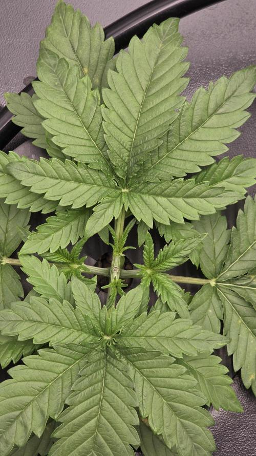 DWC - Frostbanger ❄️💥. Week 3