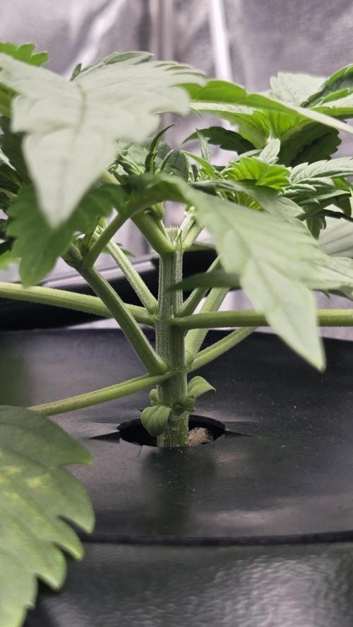 DWC - Frostbanger ❄️💥. Week 3