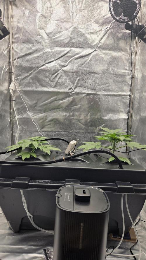 DWC - Frostbanger ❄️💥. Week 3
