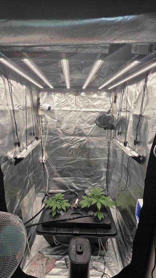 DWC - Frostbanger ❄️💥. Week 3