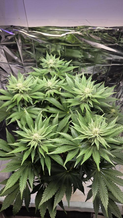 Blue Gelato 41 🍦. Week 11
