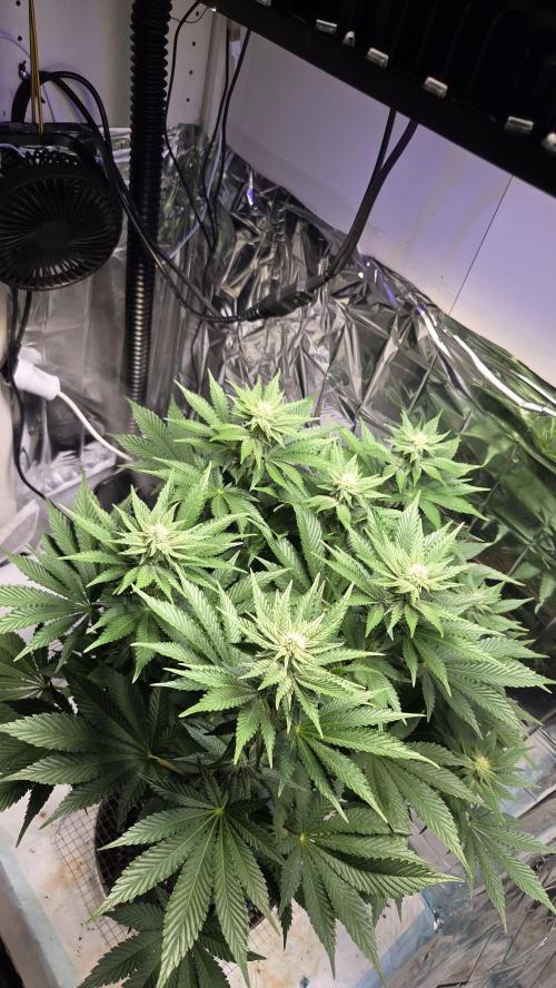 Blue Gelato 41 🍦. Week 11