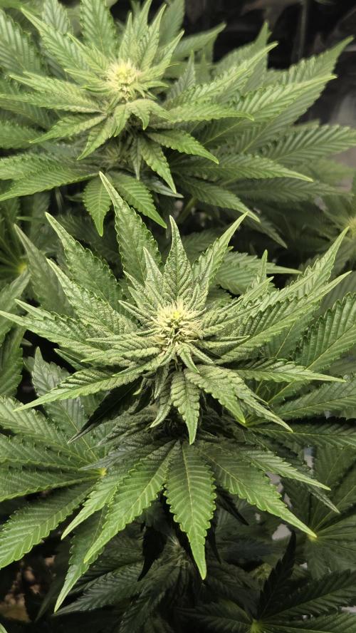 Blue Gelato 41 🍦. Week 11
