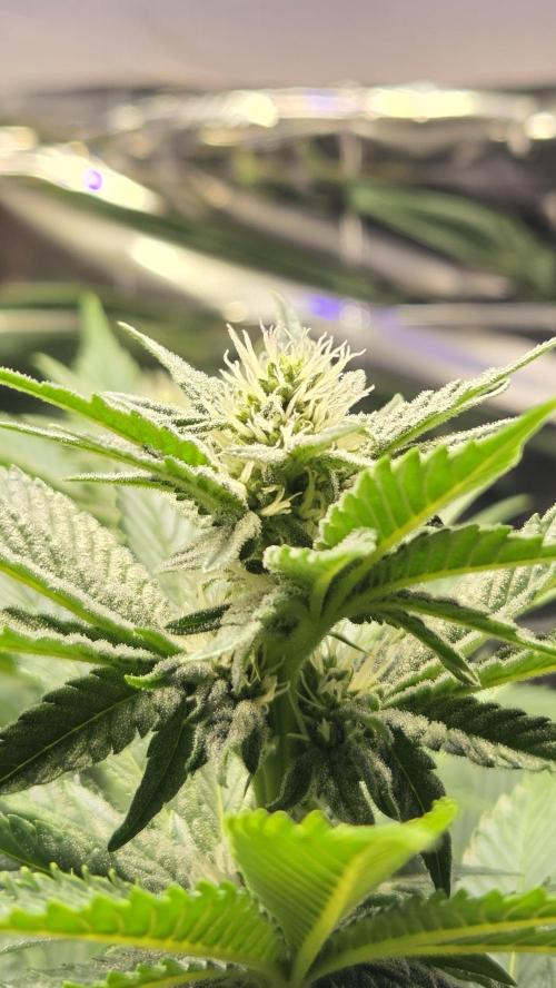 Blue Gelato 41 🍦. Week 11