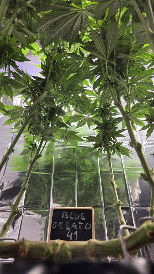 Blue Gelato 41. Week 11