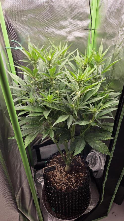 Gorilla Punch Auto 🦍🥊. Week 6