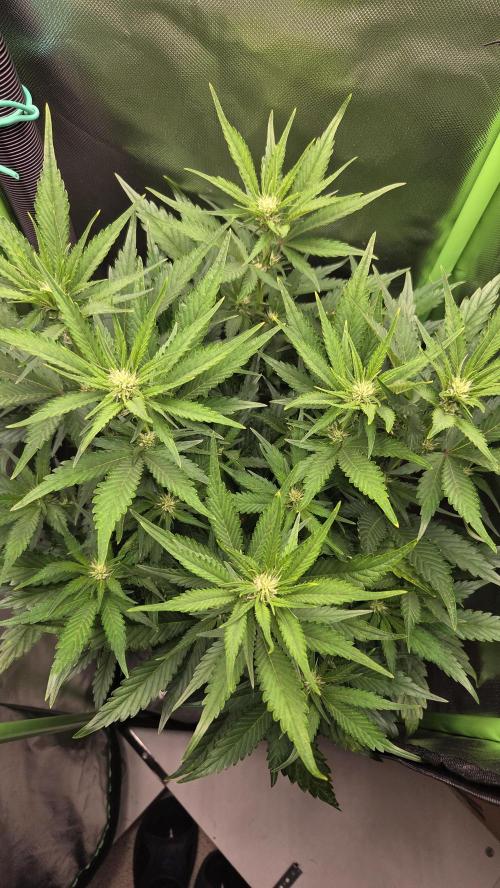Gorilla Punch Auto 🦍🥊. Week 6