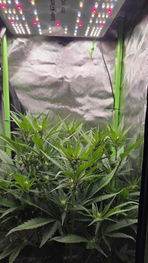 Gorilla Punch Auto 🦍🥊. Week 6