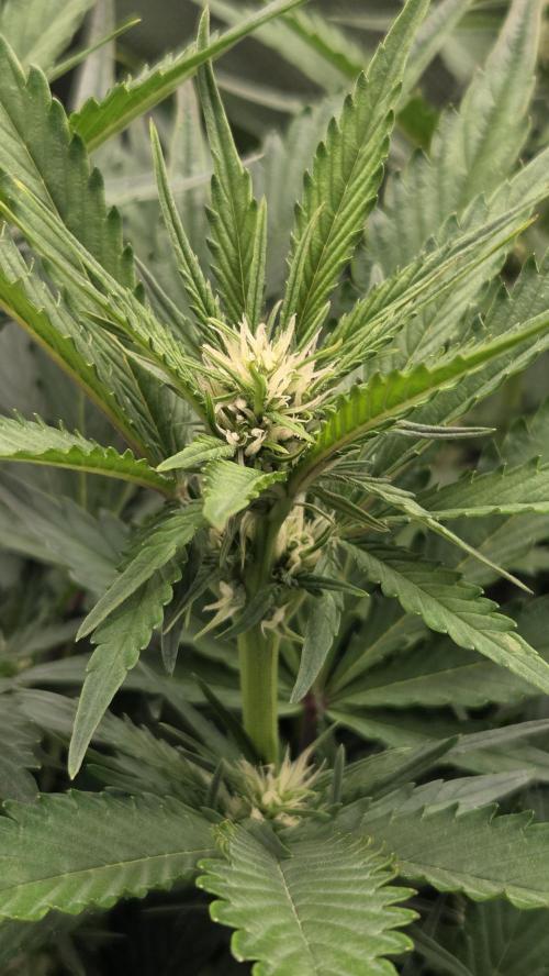 Gorilla Punch Auto 🦍🥊. Week 6
