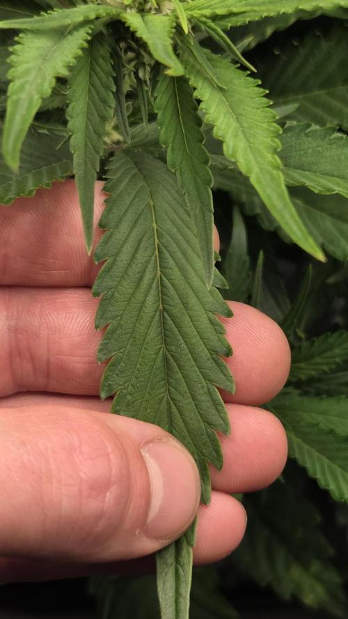 Gorilla Punch Auto 🦍🥊. Week 6