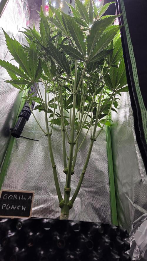 Gorilla Punch Auto 🦍🥊. Week 6