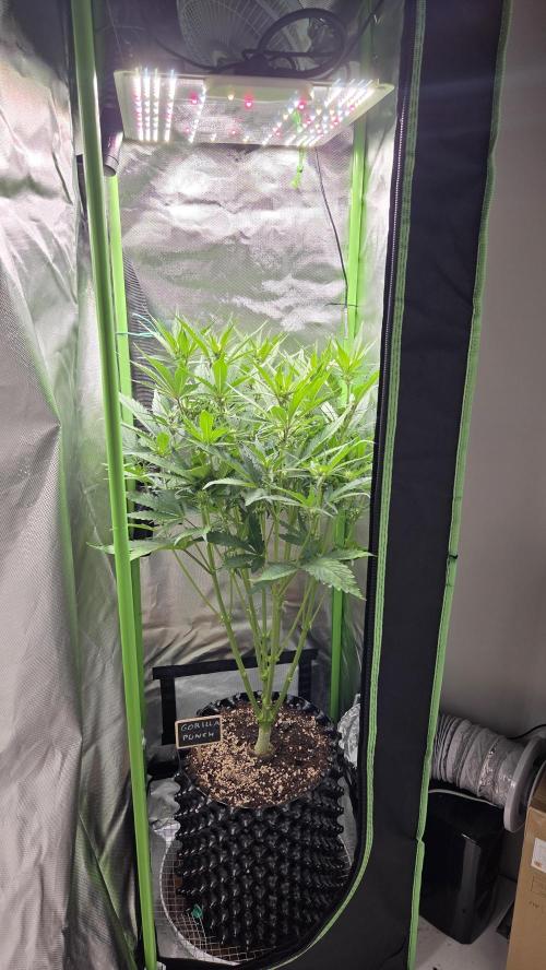 Gorilla Punch Auto 🦍🥊. Week 6