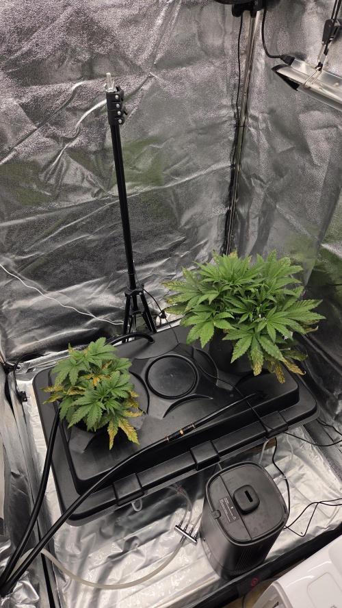DWC - Frostbanger ❄️💥. Week 4