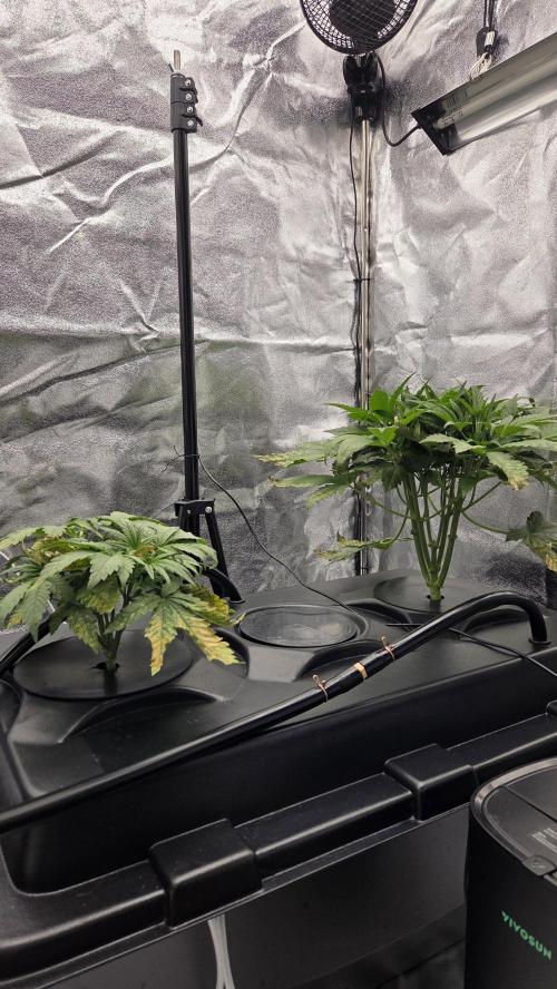 DWC - Frostbanger ❄️💥. Week 4