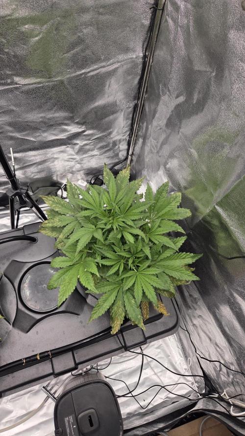 DWC - Frostbanger ❄️💥. Week 4
