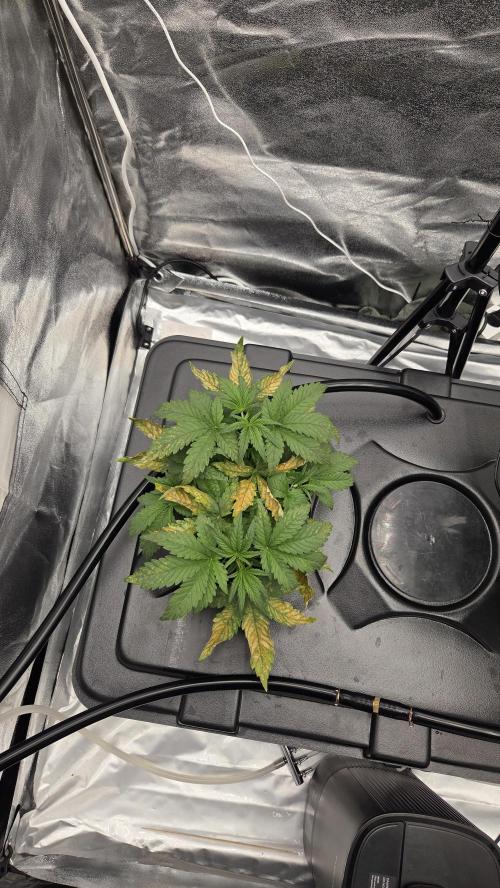 DWC - Frostbanger ❄️💥. Week 4
